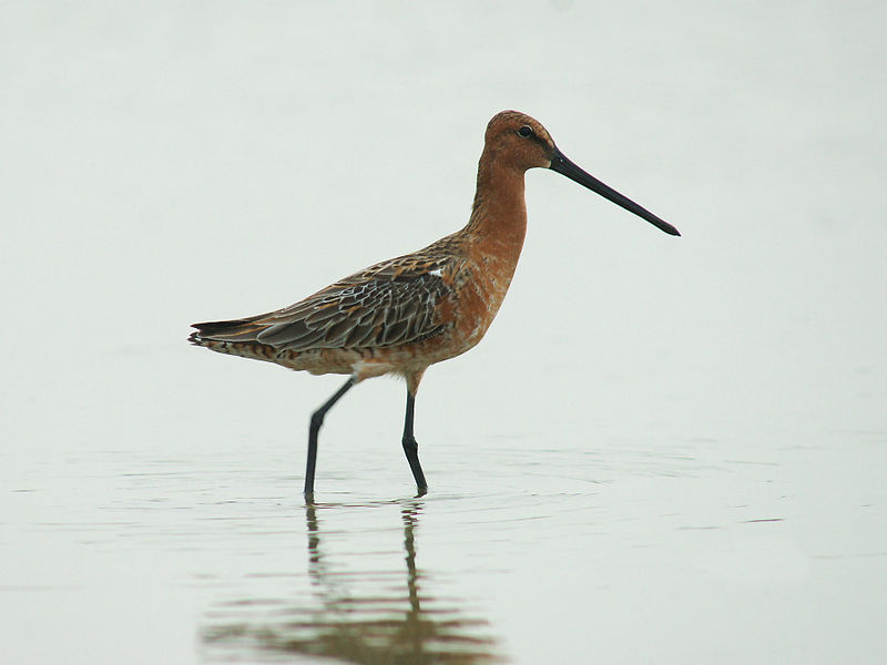 Limnodromus semipalmatus