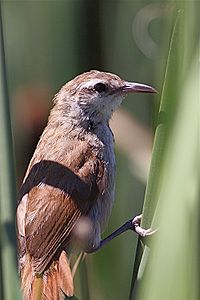 Limnornis curvirostris