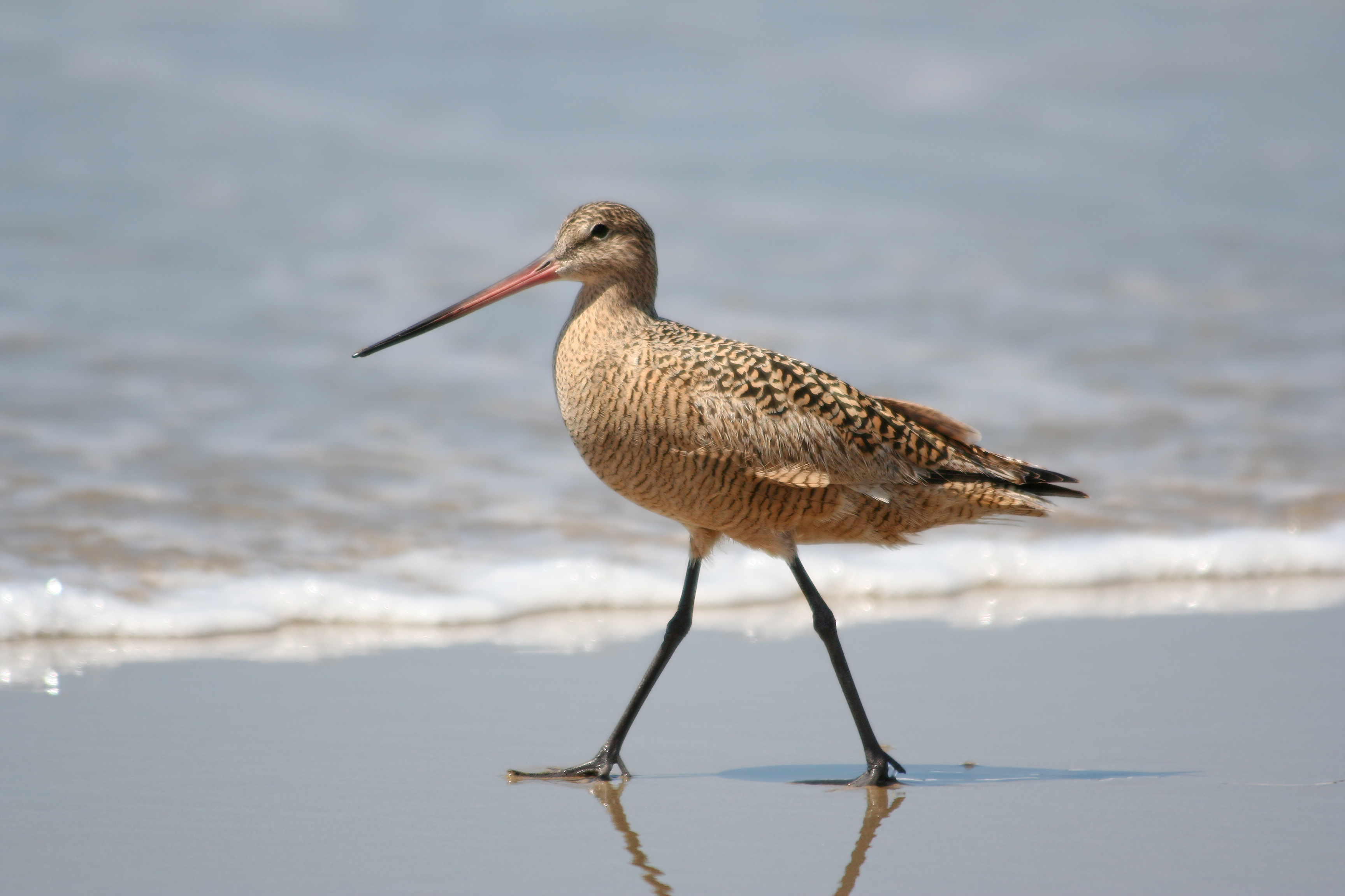Limosa fedoa
