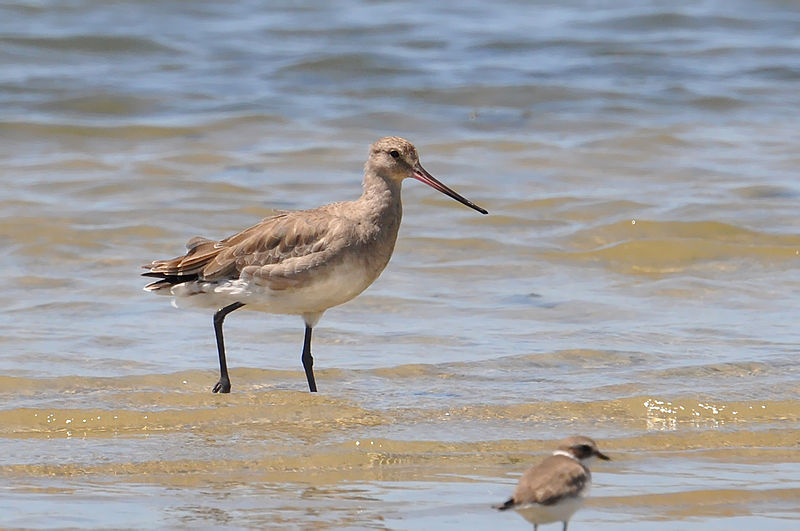 Limosa haemastica