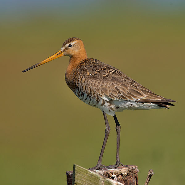 Limosa limosa