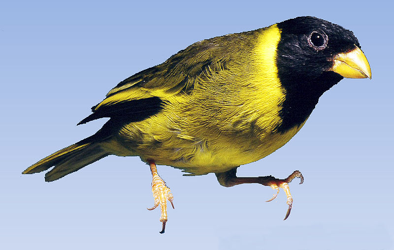 Linurgus olivaceus