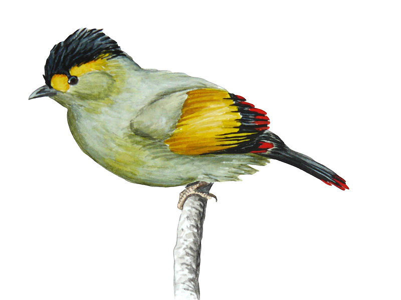 Liocichla bugunorum