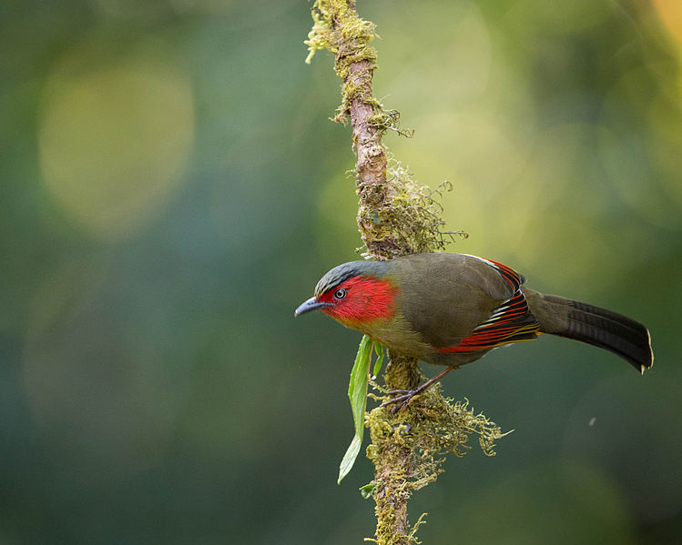 Liocichla phoenicea