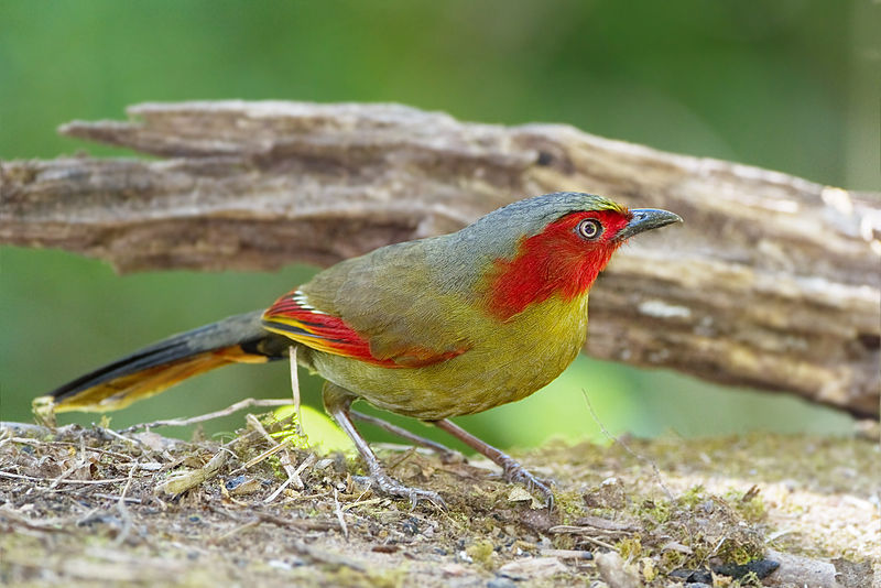 Liocichla ripponi