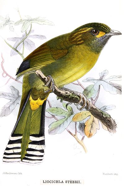 Liocichla steerii