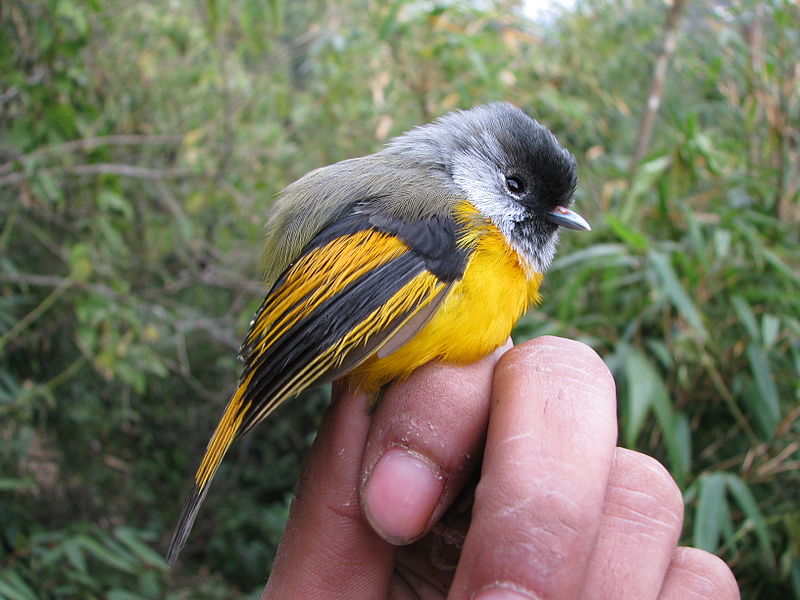 Lioparus chrysotis