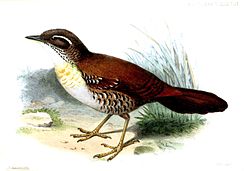 Liosceles thoracicus