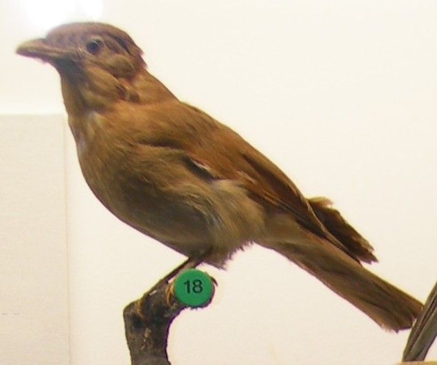 Lipaugus unirufus