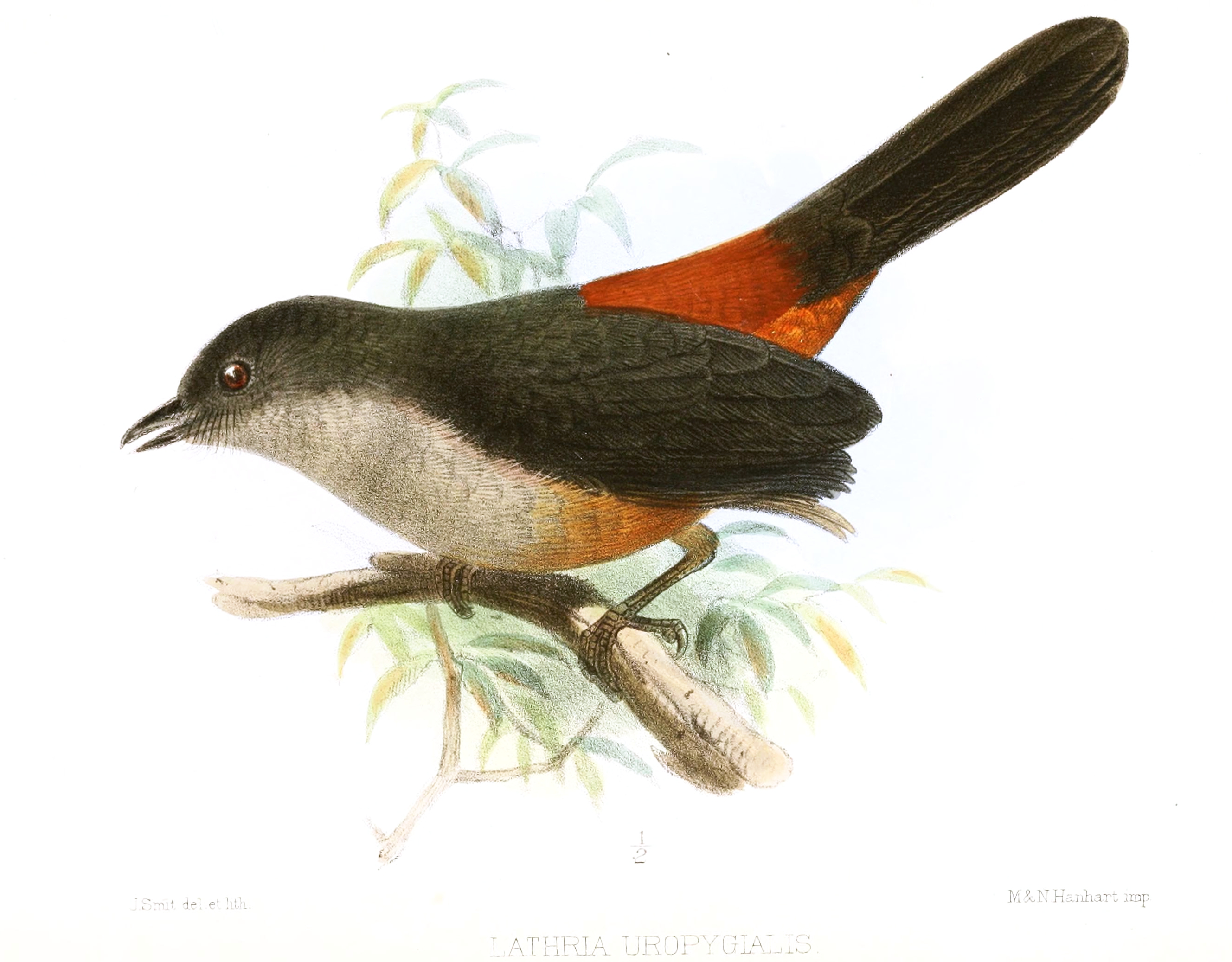 Lipaugus uropygialis