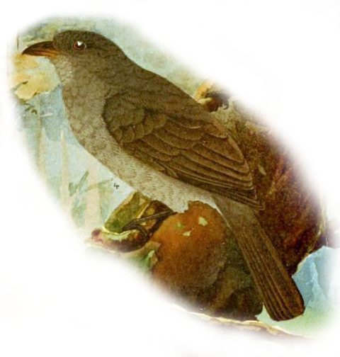 Lipaugus vociferans