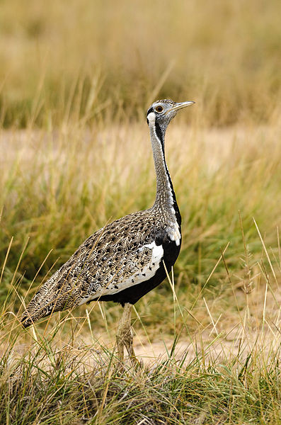 Lissotis melanogaster