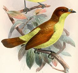 Loboparadisea sericea