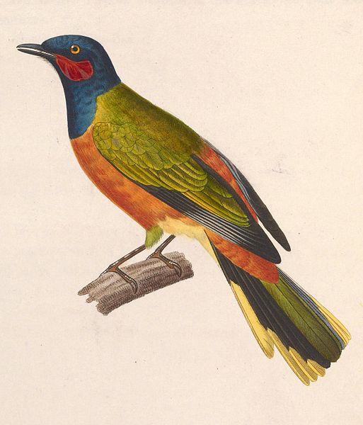 Lobotos lobatus