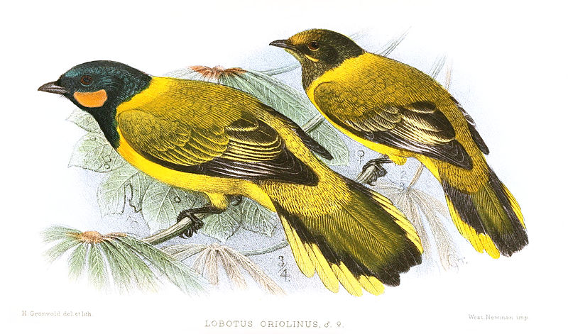 Lobotos oriolinus