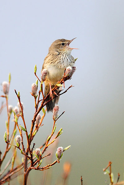 Locustella lanceolata