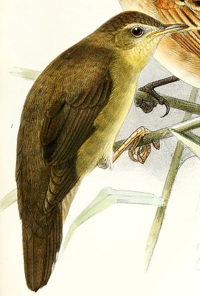 Locustella ochotensis