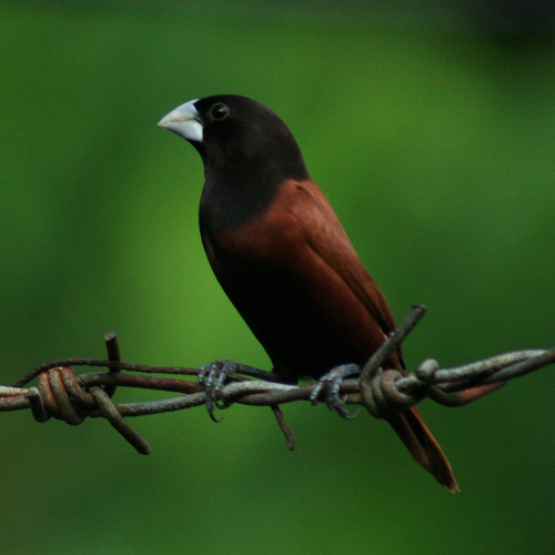 Lonchura atricapilla