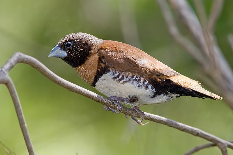Lonchura castaneothorax