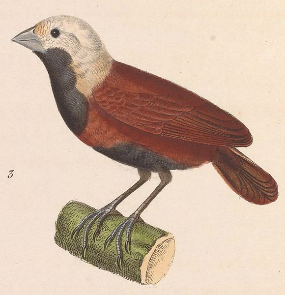 Lonchura ferruginosa
