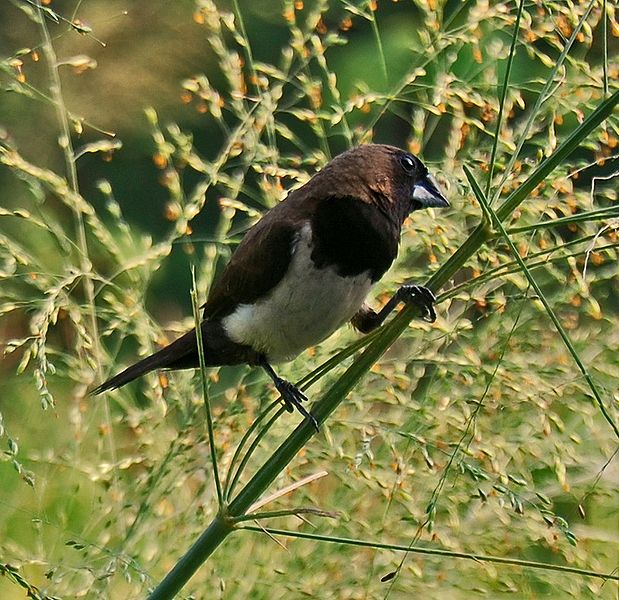 Lonchura leucogastroides