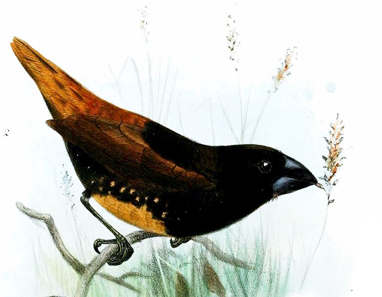 Lonchura melaena