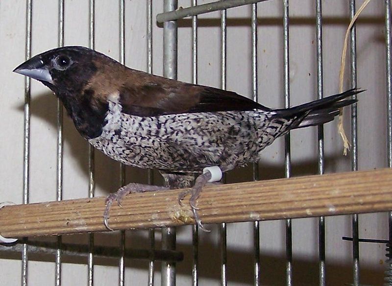 Lonchura molucca