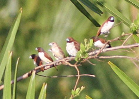 Lonchura quinticolor