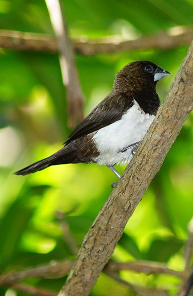 Lonchura striata