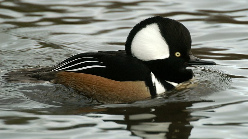 Lophodytes cucullatus