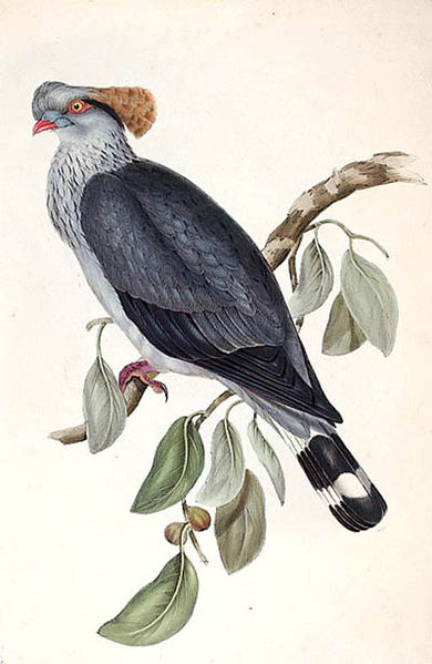 Lopholaimus antarcticus