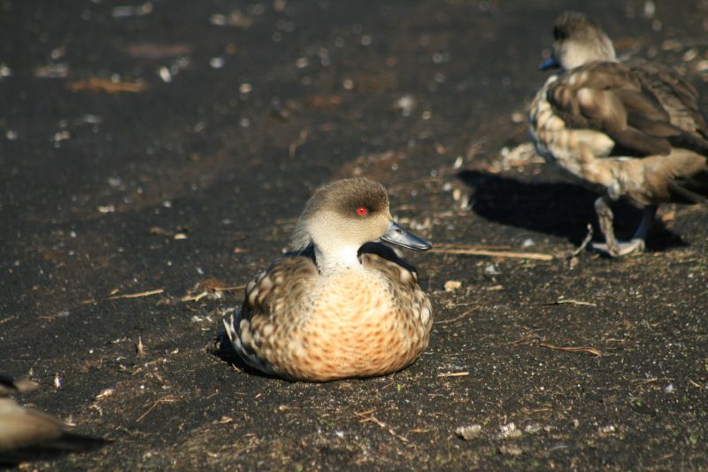 Lophonetta specularioides