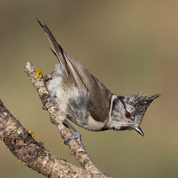 Lophophanes cristatus