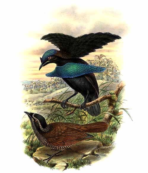 Lophorina superba