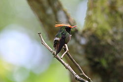 Lophornis delattrei