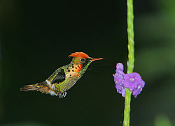 Lophornis gouldii