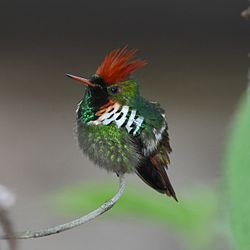 Lophornis magnificus