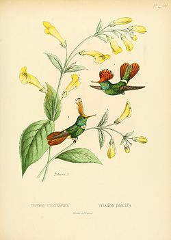 Lophornis stictolophus