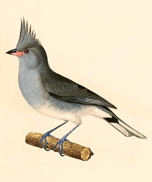 Lophospingus griseocristatus