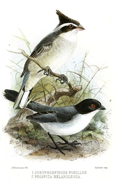 Lophospingus pusillus