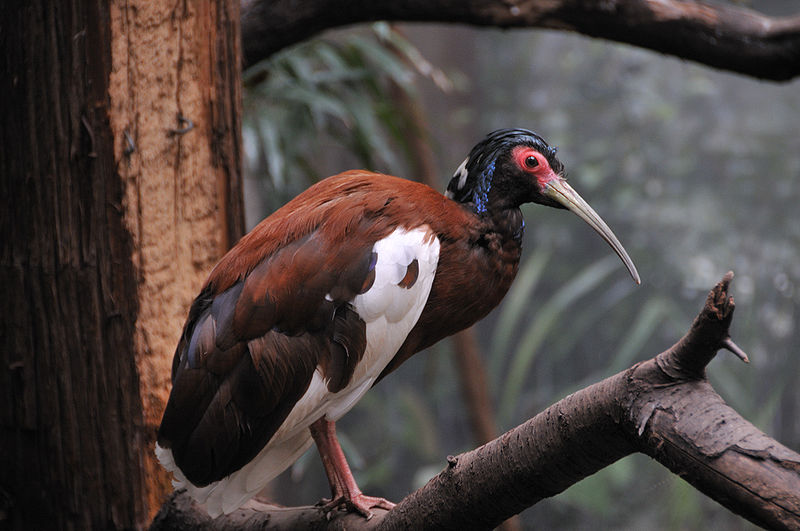 Lophotibis cristata