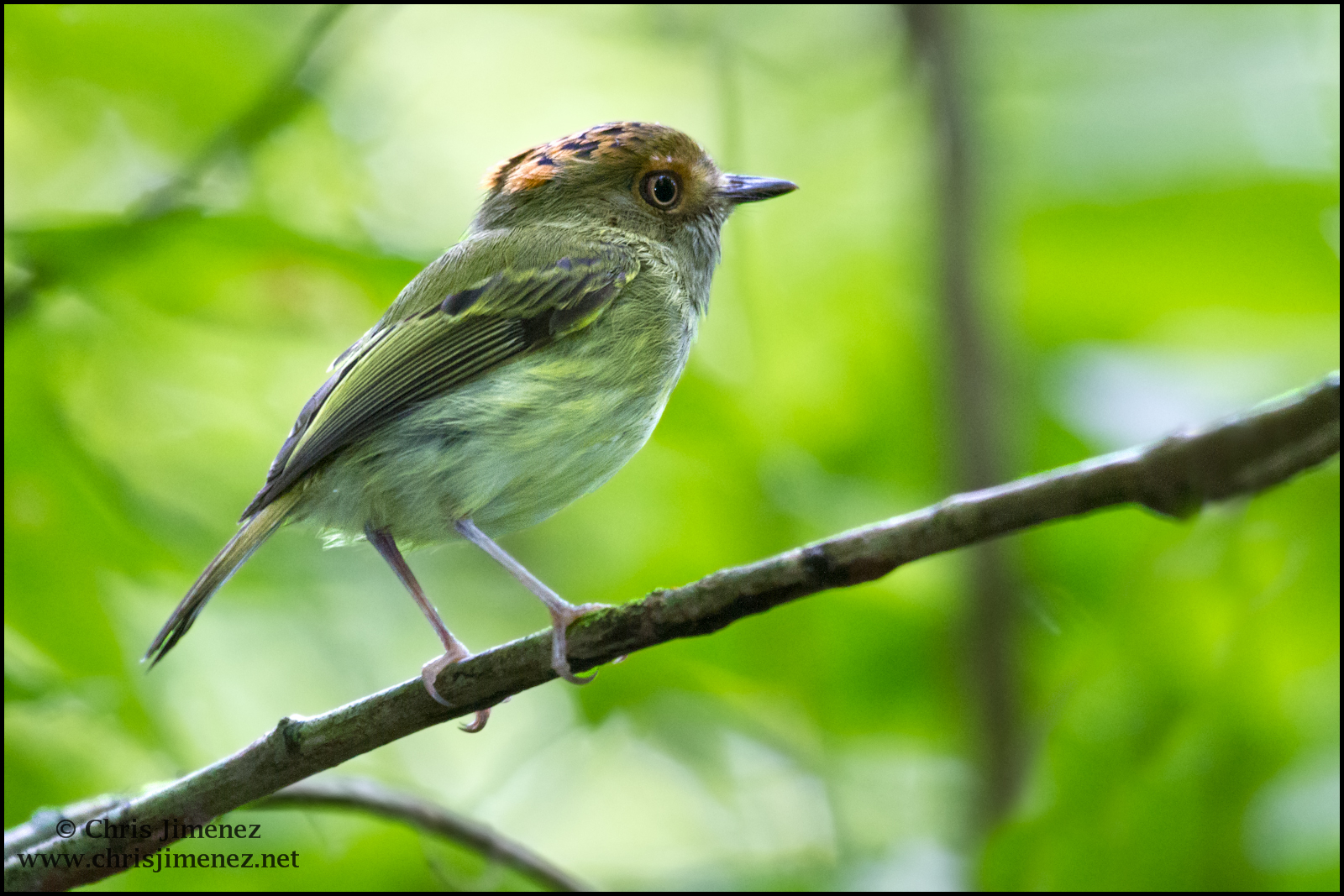 Lophotriccus pileatus