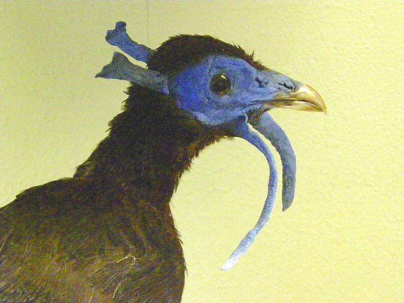 Lophura bulweri