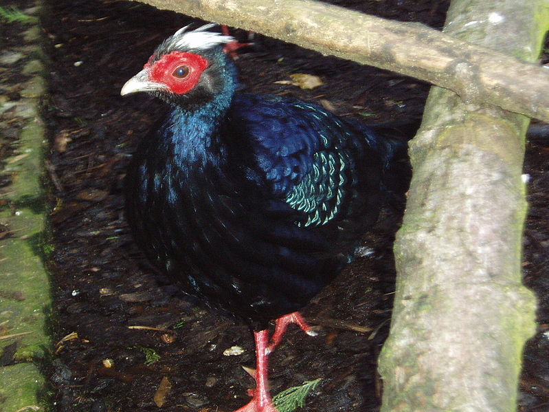 Lophura edwardsi