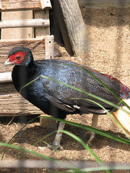 Lophura erythrophthalma