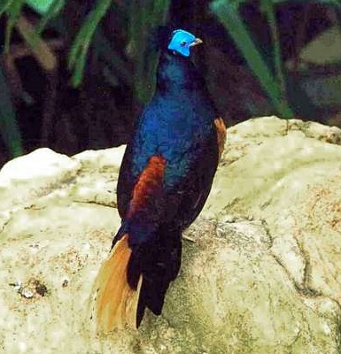 Lophura ignita