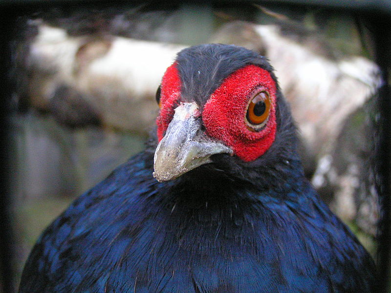 Lophura inornata