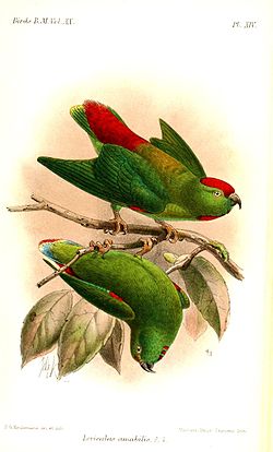 Loriculus amabilis