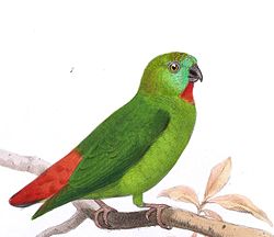Loriculus aurantiifrons