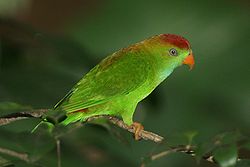 Loriculus beryllinus